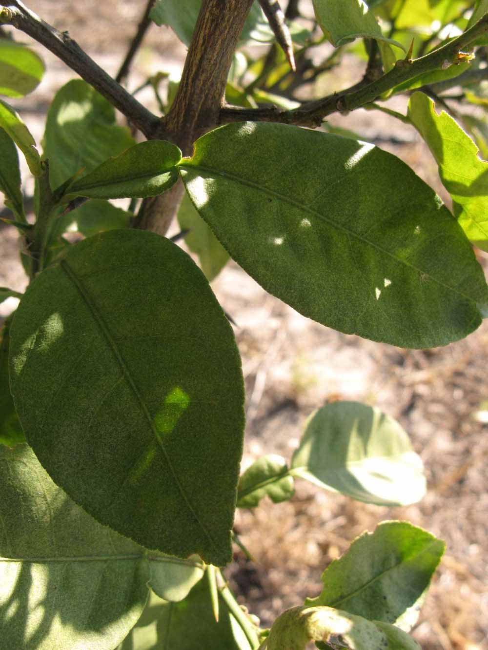            Shade leaves (Winter Haven, FL)   